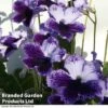 Streptocarpus 'Katie' -EcoFlora Sales Shop STRE KC4588 A