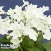 Streptocarpus 'Pearl' -EcoFlora Sales Shop STREP MH9015 A