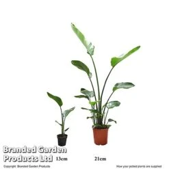 Strelitzia Nicolai -EcoFlora Sales Shop STRE 13CM21CM T52676