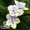 Streptocarpus 'Anwen' 2 Streptocarpus 'Anwen' -EcoFlora Sales Shop STRE ANWEN S38602
