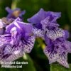 Streptocarpus 'Blue Frills' 1 Streptocarpus 'Blue Frills' -EcoFlora Sales Shop STRE BLUEFRILL W45801