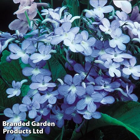 Streptocarpus 'Falling Stars' 4 Streptocarpus 'Falling Stars' - Image 2