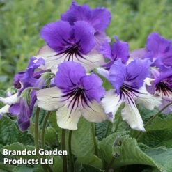 Streptocarpus 'Harlequin Delft'