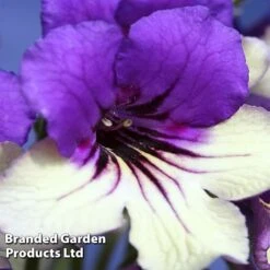 Streptocarpus 'Harlequin Purple' -EcoFlora Sales Shop STRE HARLPURPL WKF1112