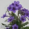 Streptocarpus 'Lucille' 2 Streptocarpus 'Lucille' -EcoFlora Sales Shop STRE LUCILE S45595