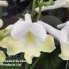 Streptocarpus 'Luna' -EcoFlora Sales Shop STRE LUNA WKF1113