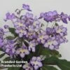Streptocarpus 'Mabel' -EcoFlora Sales Shop STRE MABEL S45596