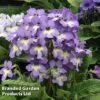 Streptocarpus 'Natalie' 1 Streptocarpus 'Natalie' -EcoFlora Sales Shop STRE NATALIE S38594