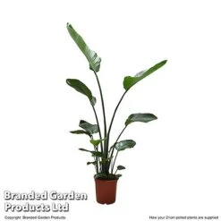 Strelitzia Nicolai -EcoFlora Sales Shop STRE NICOL21CM T52495
