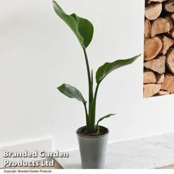 Strelitzia Nicolai -EcoFlora Sales Shop STRE NICOLAI T52492