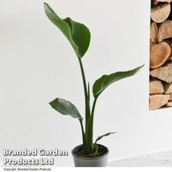 Strelitzia Nicolai -EcoFlora Sales Shop STRE NICOLAI T52493