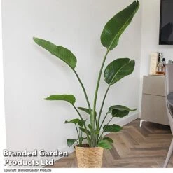 Strelitzia Nicolai -EcoFlora Sales Shop STRE NICOLAI T52496