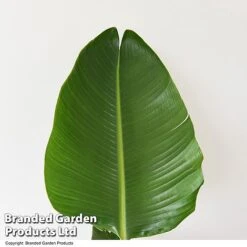 Strelitzia Nicolai -EcoFlora Sales Shop STRE NICOLAI T52498