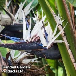 Strelitzia Nicolai -EcoFlora Sales Shop STRE NICOLAI W47619