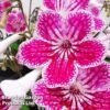 Streptocarpus 'Polka Dot Pink' -EcoFlora Sales Shop STRE POLKADOTP WKF1114