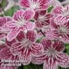 Streptocarpus 'Polka-Dot Red' -EcoFlora Sales Shop STRE POLKADOTR S38576