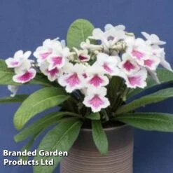 Streptocarpus 'Sioned' -EcoFlora Sales Shop STRE SIONED S38575