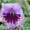 Streptocarpus 'Sphinx' 1 Streptocarpus 'Sphinx' -EcoFlora Sales Shop STRE SPHINX S45593