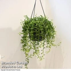 Senecio Peregrinus 'String Of Dolphins' 8 Senecio Peregrinus 'String Of Dolphins' -EcoFlora Sales Shop STRI DOLP A