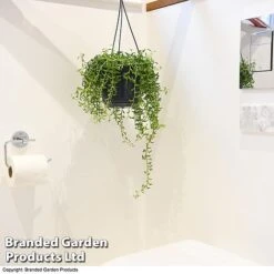 Senecio Peregrinus 'String Of Dolphins' 11 Senecio Peregrinus 'String Of Dolphins' -EcoFlora Sales Shop STRI DOLP E