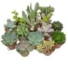 5 Succulent Starter Plant Collection Indoor Cacti Houseplants Terrarium Plants -EcoFlora Sales Shop SUCC