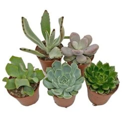 5 Succulent Starter Plant Collection Indoor Cacti Houseplants Terrarium Plants 9 5 Succulent Starter Plant Collection Indoor Cacti Houseplants Terrarium Plants -EcoFlora Sales Shop SUCC 4