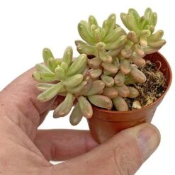 5 Succulent Starter Plant Collection Indoor Cacti Houseplants Terrarium Plants 10 5 Succulent Starter Plant Collection Indoor Cacti Houseplants Terrarium Plants -EcoFlora Sales Shop SUCC 7