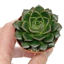 5 Succulent Starter Plant Collection Indoor Cacti Houseplants Terrarium Plants 11 5 Succulent Starter Plant Collection Indoor Cacti Houseplants Terrarium Plants -EcoFlora Sales Shop SUCC 9
