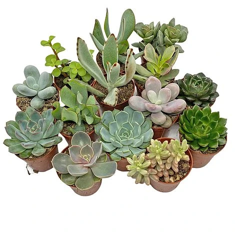 5 Succulent Starter Plant Collection Indoor Cacti Houseplants Terrarium Plants 3 5 Succulent Starter Plant Collection Indoor Cacti Houseplants Terrarium Plants