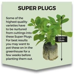 Best Seller -EcoFlora Sales Shop SUPERPLUG1