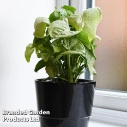 Syngonium 'Confetti' -EcoFlora Sales Shop SYNG CONFETTI WKF1207 C