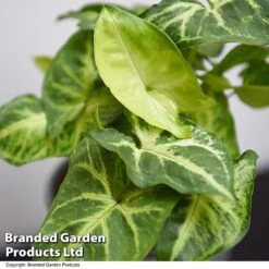 Syngonium 'Pixie' 10 Syngonium 'Pixie' -EcoFlora Sales Shop SYNG PIXIE T48229