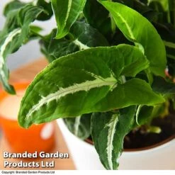 Syngonium Wendlandii -EcoFlora Sales Shop SYNG WENDLANDI T42612