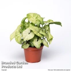 Syngonium 'White Butterfly' -EcoFlora Sales Shop SYNG WHITE10CM S50455