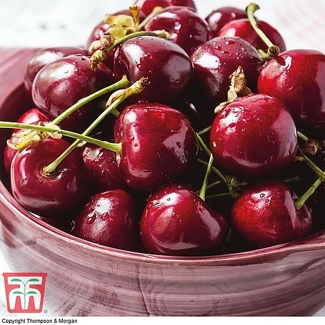 Premium Patio Standard Collection 6 Premium Patio Standard Collection - Image 4