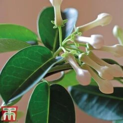 Stephanotis Floribunda On A Hoop -EcoFlora Sales Shop Steph