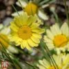 Anthemis Tinctoria 'E.C. Buxton' -EcoFlora Sales Shop T57721 ANTH 1