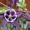 Aquilegia Vulgaris 'William Guinness' -EcoFlora Sales Shop T63864 AQUI 1