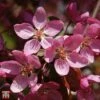 Crab Apple 'Coccinella' -EcoFlora Sales Shop T68417 CRAB 1