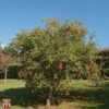 Crab Apple 'Evereste' -EcoFlora Sales Shop T68421 CRAB 1