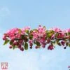 Crab Apple 'Indian Magic' -EcoFlora Sales Shop T68425 CRAB 1