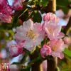 Crab Apple 'Red Obelisk' -EcoFlora Sales Shop T68431 CRAB 1