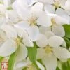 Crab Apple 'Sugar Tyme' -EcoFlora Sales Shop T68433 CRAB 1