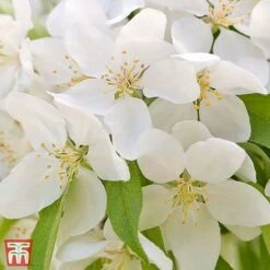 Crab Apple 'Sugar Tyme'