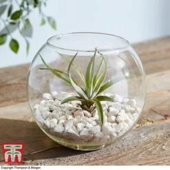 Air Plant Variety Collection -EcoFlora Sales Shop TILL 3492 A1