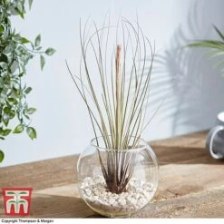 Air Plant Variety Collection -EcoFlora Sales Shop TILL 3492 A10
