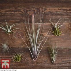 Air Plant Variety Collection -EcoFlora Sales Shop TILL 3492 A2