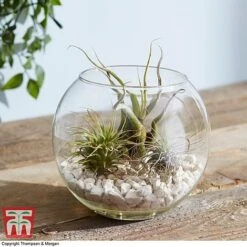Air Plant Variety Collection -EcoFlora Sales Shop TILL 3492 A3