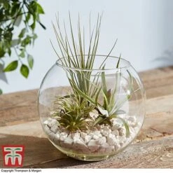 Air Plant Variety Collection -EcoFlora Sales Shop TILL 3492 A5