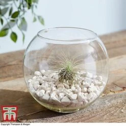 Air Plant Variety Collection -EcoFlora Sales Shop TILL 3492 A6